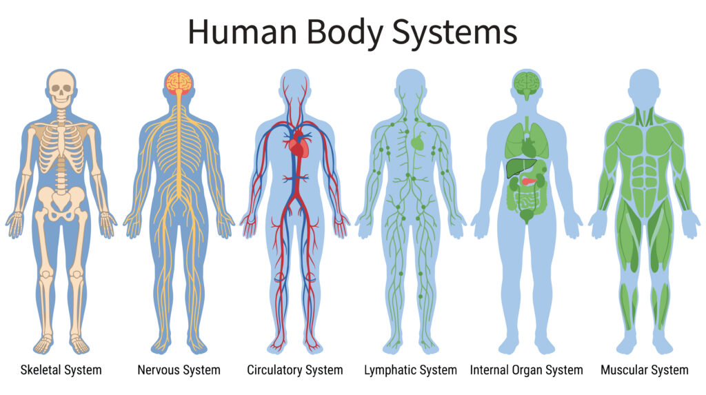 Illustration comparing six human body systems: skeletal, nervous, circulatory, lymphatic, internal organs, and muscular.