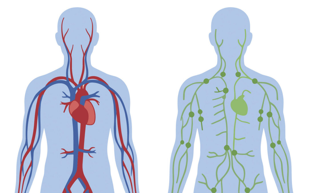 The Lymphatic System: The Circulation Partner We Rarely Think About