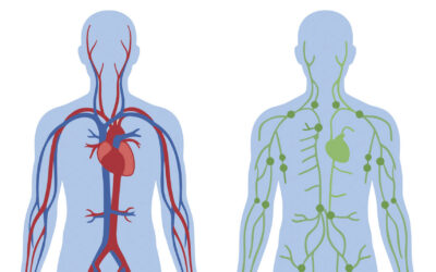 The Lymphatic System: The Circulation Partner We Rarely Think About
